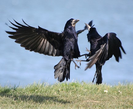 birds_fighting.jpg