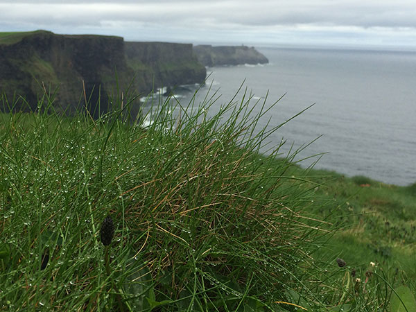 moher cliff with grass